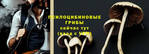 хмурый Аркадак